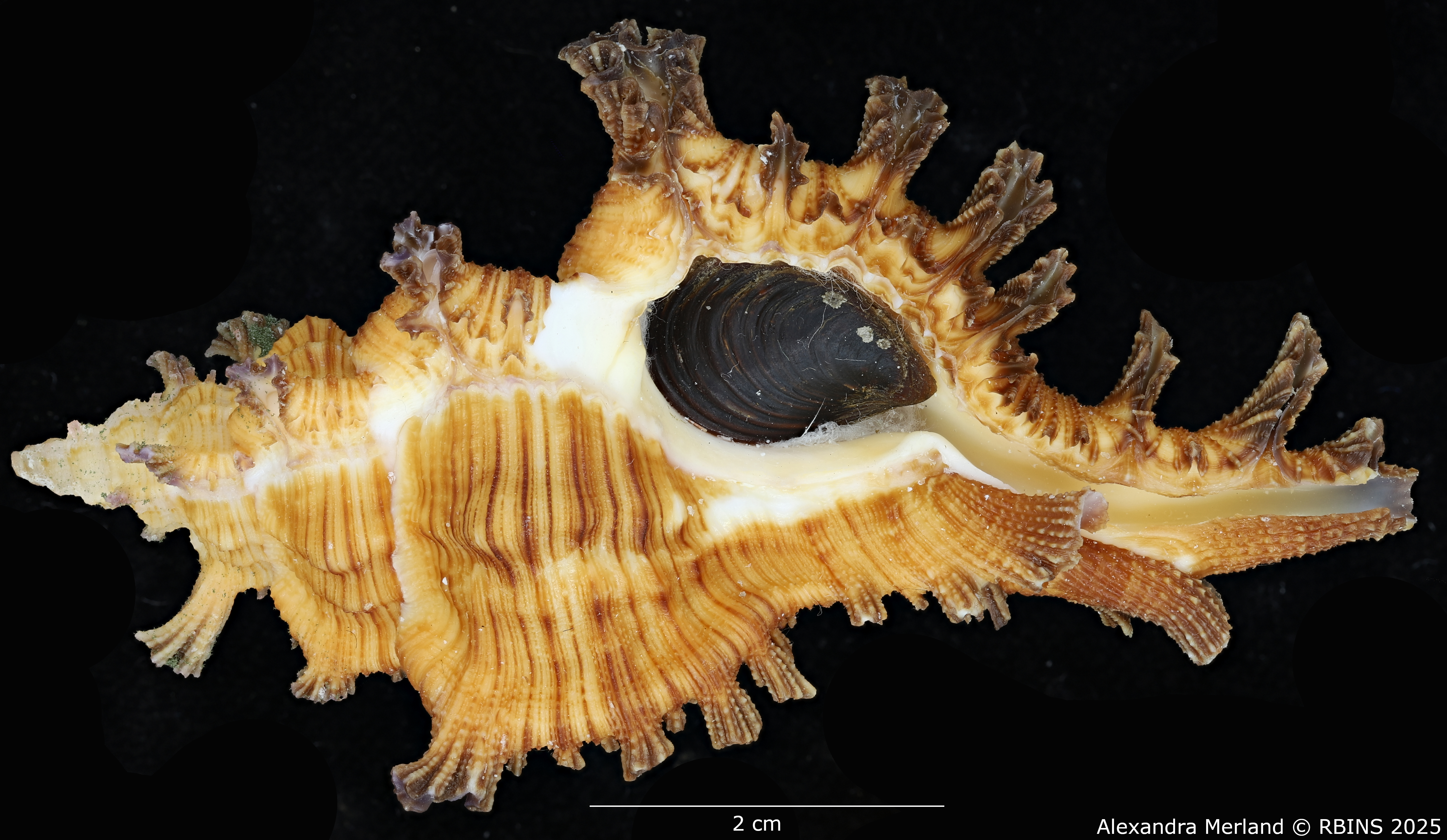 BE-RBINS-INV-MT-2038-Chicoreus-(Triplex)-jessicae-pt-V.jpg