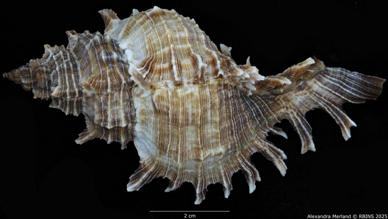 BE-RBINS-INV-MT-3981-Chicoreus-(Triplex)-rotundus-ht-D.jpg