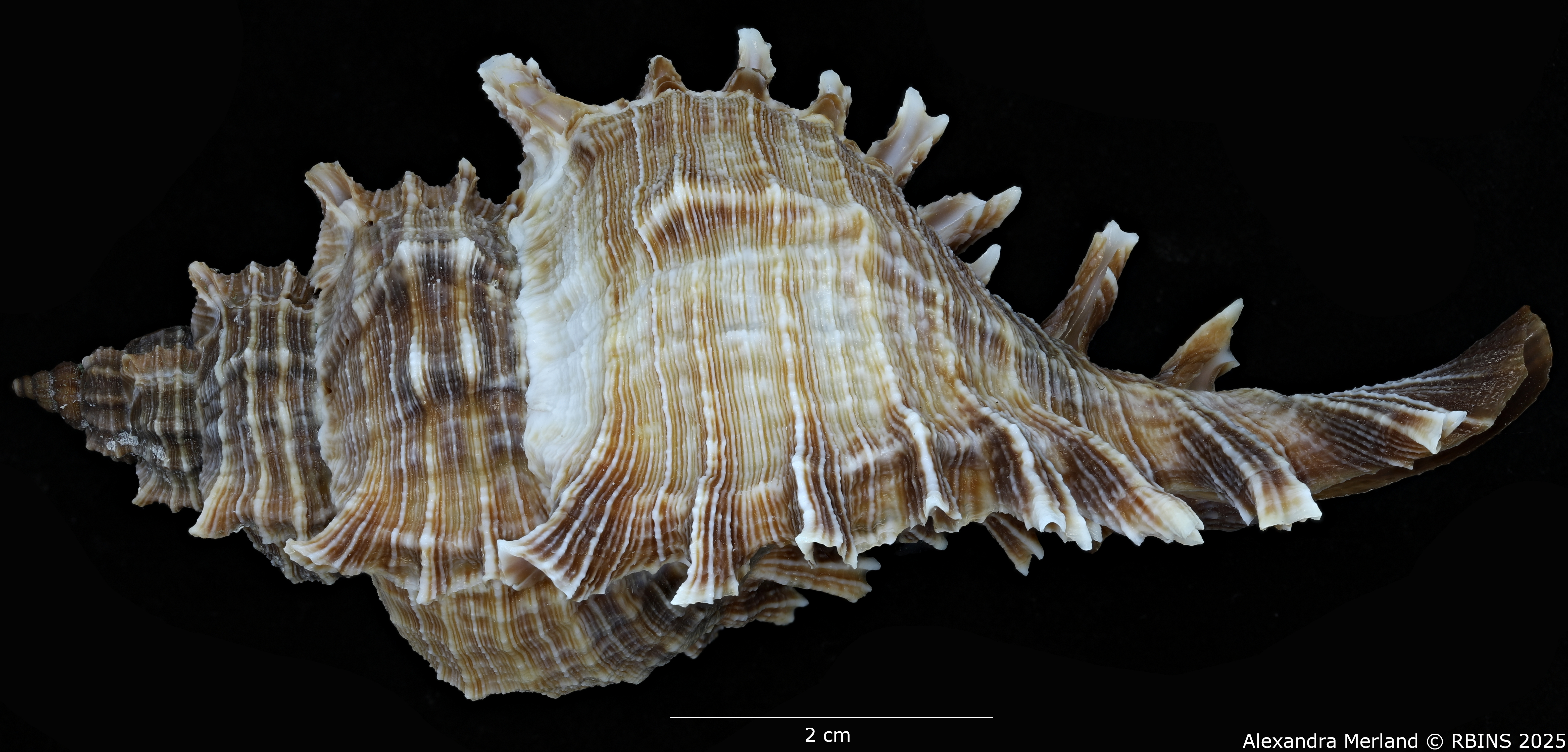 BE-RBINS-INV-MT-3981-Chicoreus-(Triplex)-rotundus-ht-L.jpg