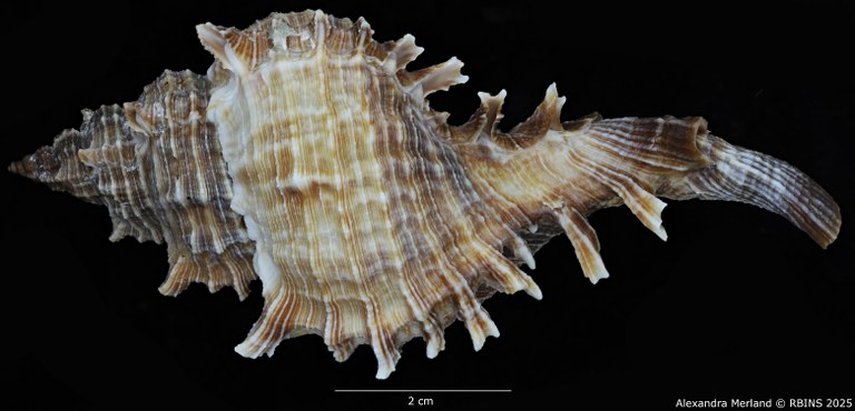 BE-RBINS-INV-MT-3981-Chicoreus-(Triplex)-rotundus-ht-L2.jpg