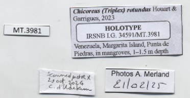 BE-RBINS-INV-MT-3981-Chicoreus-(Triplex)-rotundus-ht-label.jpg
