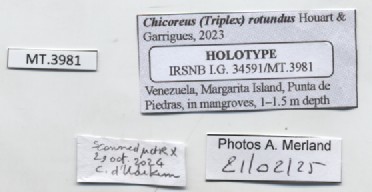 BE-RBINS-INV-MT-3981-Chicoreus-(Triplex)-rotundus-ht-label.jpg