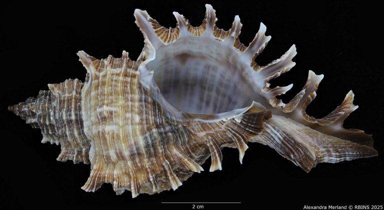 BE-RBINS-INV-MT-3981-Chicoreus-(Triplex)-rotundus-ht-V.jpg