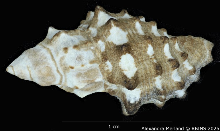 BE-RBINS-INV-MT-3744-Claremontiella-adiakritos-pt-D.jpg BE-RBINS-INV-MT-3744-Claremontiella-adiakritos-pt-D.jpg