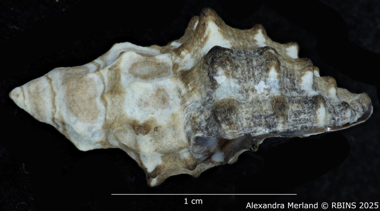 BE-RBINS-INV-MT-3744-Claremontiella-adiakritos-pt-L.jpg BE-RBINS-INV-MT-3744-Claremontiella-adiakritos-pt-L.jpg