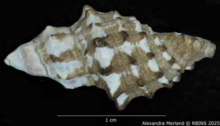 BE-RBINS-INV-MT-3744-Claremontiella-adiakritos-pt-L2.jpg BE-RBINS-INV-MT-3744-Claremontiella-adiakritos-pt-L2.jpg