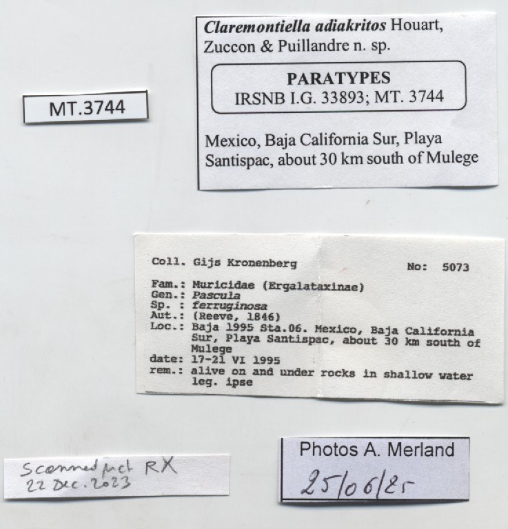 BE-RBINS-INV-MT-3744-Claremontiella-adiakritos-pt-label.jpg BE-RBINS-INV-MT-3744-Claremontiella-adiakritos-pt-label.jpg