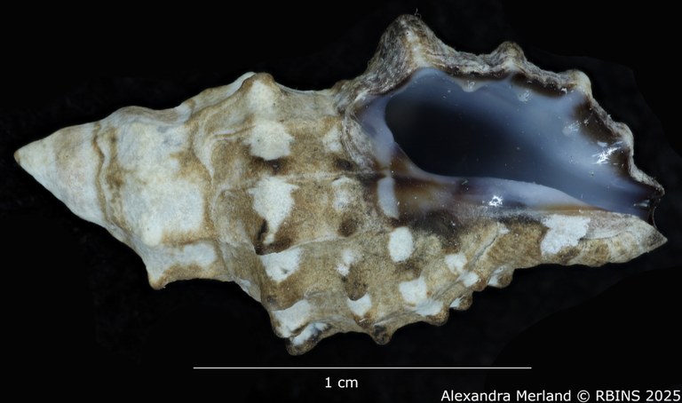 BE-RBINS-INV-MT-3744-Claremontiella-adiakritos-pt-V.jpg BE-RBINS-INV-MT-3744-Claremontiella-adiakritos-pt-V.jpg