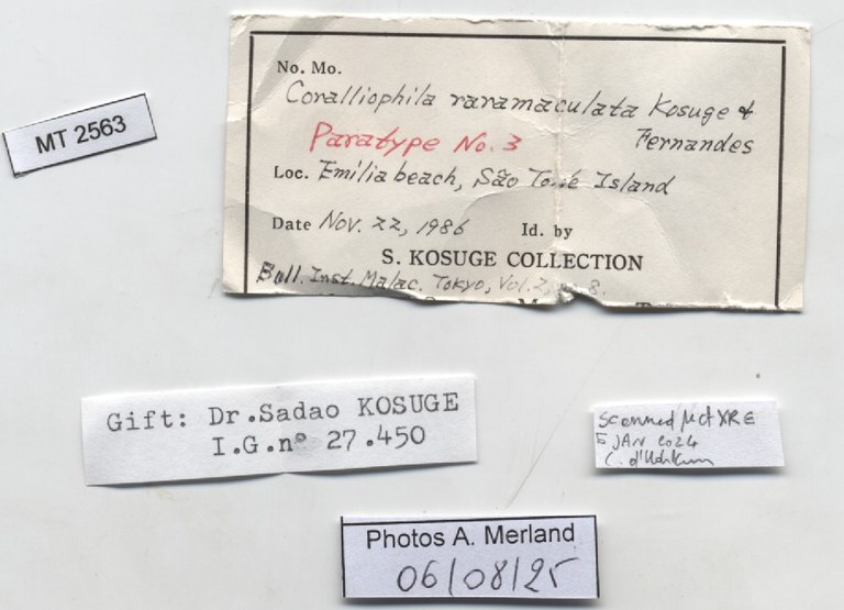 BE-RBINS-INV-MT-2563-Coralliophila-raramaculata-pt-label.jpg