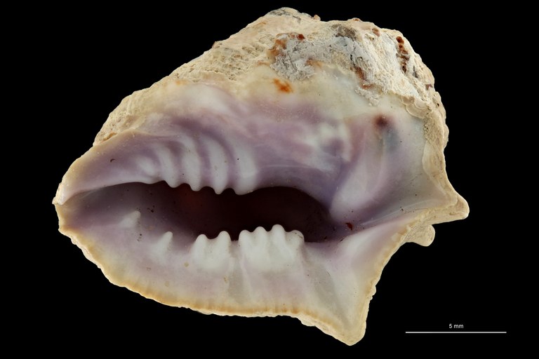 BE-RBINS-INV HOLOTYPE MT 477 Drupa (Drupa) denticulata VENTRAL ZS PMax Scaled.jpg
