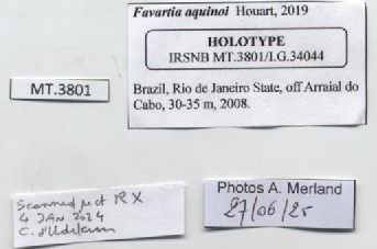 BE-RBINS-INV-MT-3801-Favartia-aquinoi-ht-label.jpg