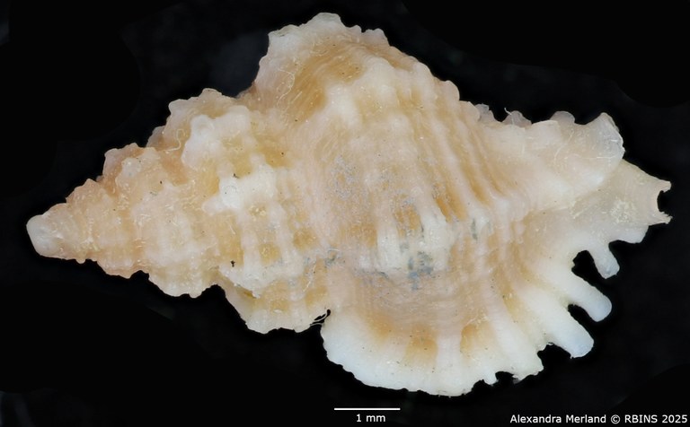 BE-RBINS-INV-MT-2486-Favartia-cecalupoi-pt-D.jpg BE-RBINS-INV-MT-2486-Favartia-cecalupoi-pt-D.jpg