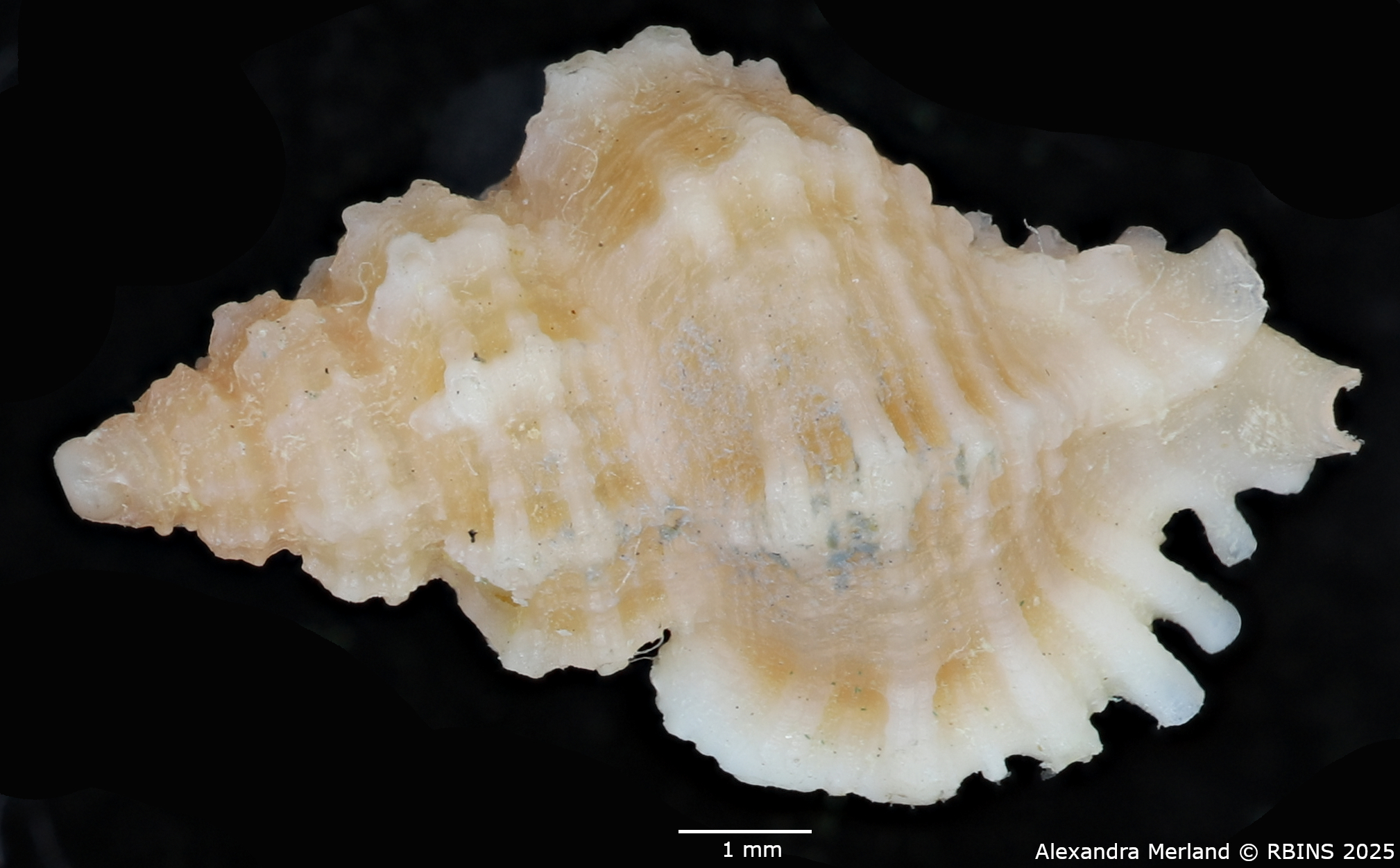 BE-RBINS-INV-MT-2486-Favartia-cecalupoi-pt-D.jpg