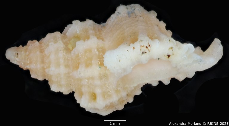 BE-RBINS-INV-MT-2486-Favartia-cecalupoi-pt-L.jpg BE-RBINS-INV-MT-2486-Favartia-cecalupoi-pt-L.jpg