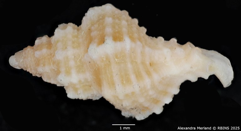 BE-RBINS-INV-MT-2486-Favartia-cecalupoi-pt-L2.jpg BE-RBINS-INV-MT-2486-Favartia-cecalupoi-pt-L2.jpg