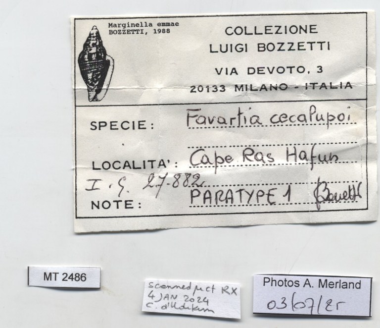 BE-RBINS-INV-MT-2486-Favartia-cecalupoi-pt-label.jpg BE-RBINS-INV-MT-2486-Favartia-cecalupoi-pt-label.jpg