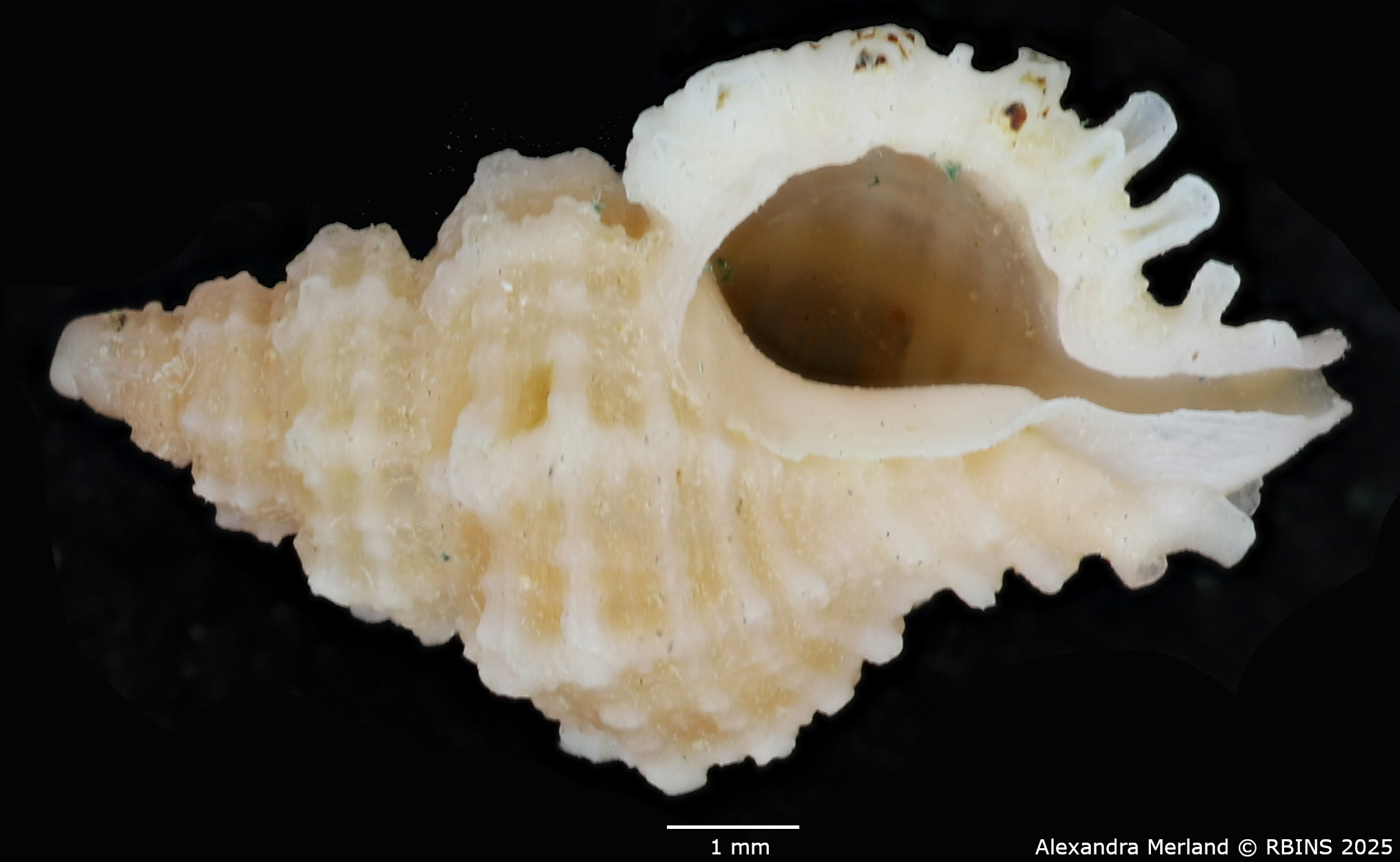 BE-RBINS-INV-MT-2486-Favartia-cecalupoi-pt-V.jpg
