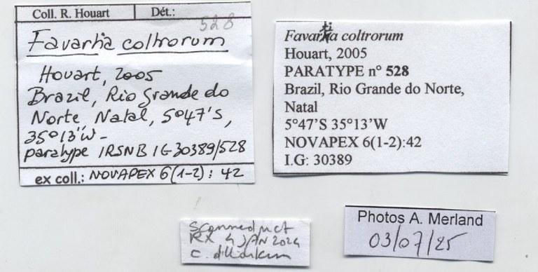 BE-RBINS-INV-MT-528-Favartia-coltrorum-pt-label.jpg