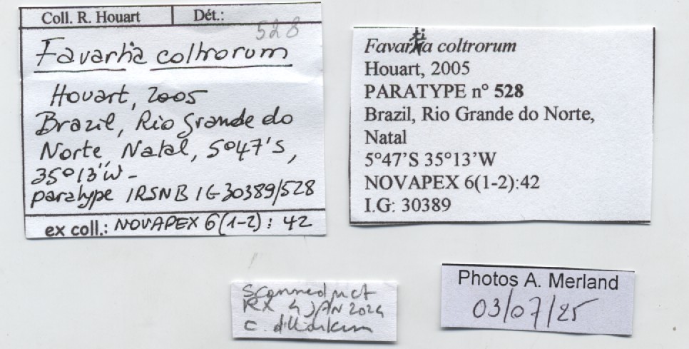BE-RBINS-INV-MT-528-Favartia-coltrorum-pt-label.jpg