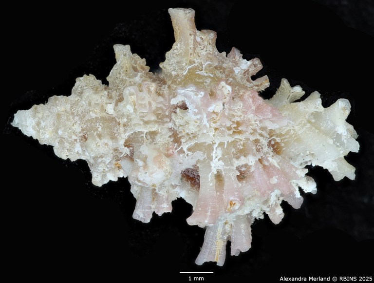 BE-RBINS-INV-MT-1472-Favartia-conleyi-pt-D.jpg BE-RBINS-INV-MT-1472-Favartia-conleyi-pt-D.jpg