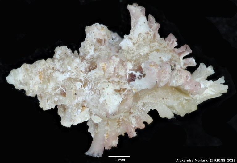 BE-RBINS-INV-MT-1472-Favartia-conleyi-pt-L.jpg BE-RBINS-INV-MT-1472-Favartia-conleyi-pt-L.jpg