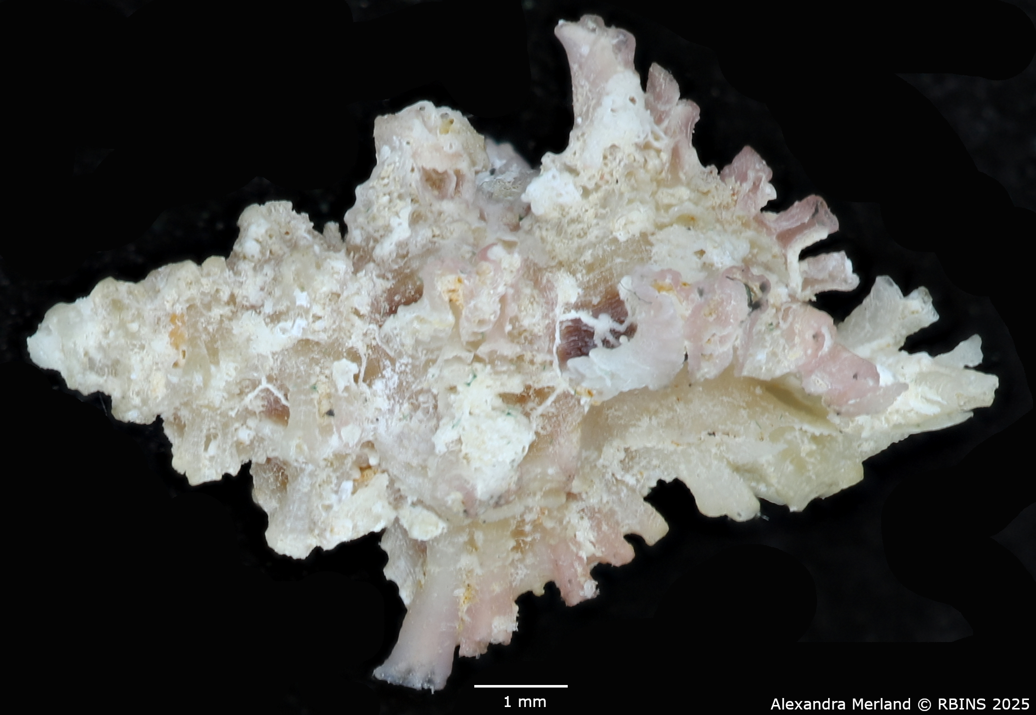BE-RBINS-INV-MT-1472-Favartia-conleyi-pt-L.jpg