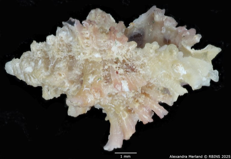 BE-RBINS-INV-MT-1472-Favartia-conleyi-pt-L2.jpg BE-RBINS-INV-MT-1472-Favartia-conleyi-pt-L2.jpg