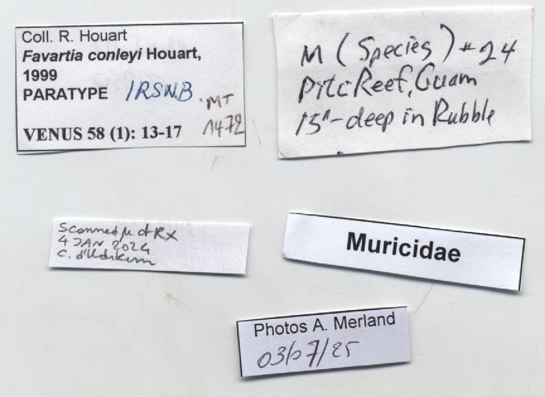 BE-RBINS-INV-MT-1472-Favartia-conleyi-pt-label.jpg BE-RBINS-INV-MT-1472-Favartia-conleyi-pt-label.jpg