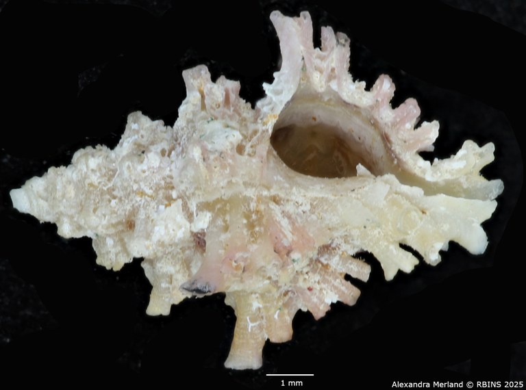 BE-RBINS-INV-MT-1472-Favartia-conleyi-pt-V.jpg BE-RBINS-INV-MT-1472-Favartia-conleyi-pt-V.jpg