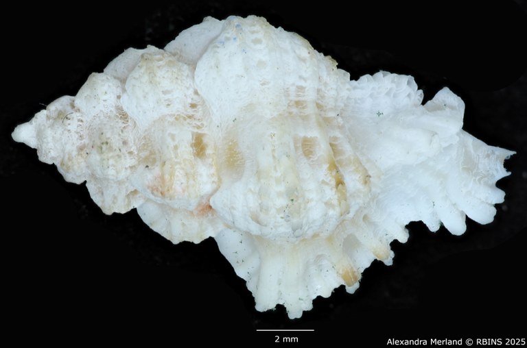 BE-RBINS-INV-MT-478-Favartia-deynzeri-ht-D.jpg BE-RBINS-INV-MT-478-Favartia-deynzeri-ht-D.jpg