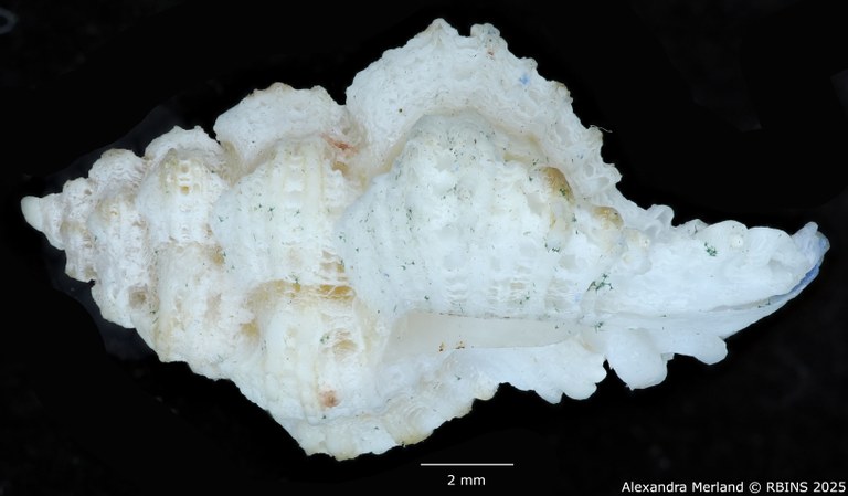 BE-RBINS-INV-MT-478-Favartia-deynzeri-ht-L.jpg BE-RBINS-INV-MT-478-Favartia-deynzeri-ht-L.jpg