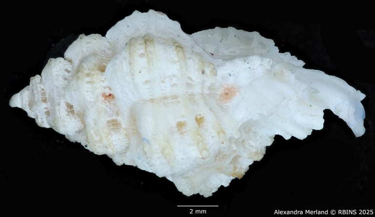 BE-RBINS-INV-MT-478-Favartia-deynzeri-ht-L2.jpg BE-RBINS-INV-MT-478-Favartia-deynzeri-ht-L2.jpg