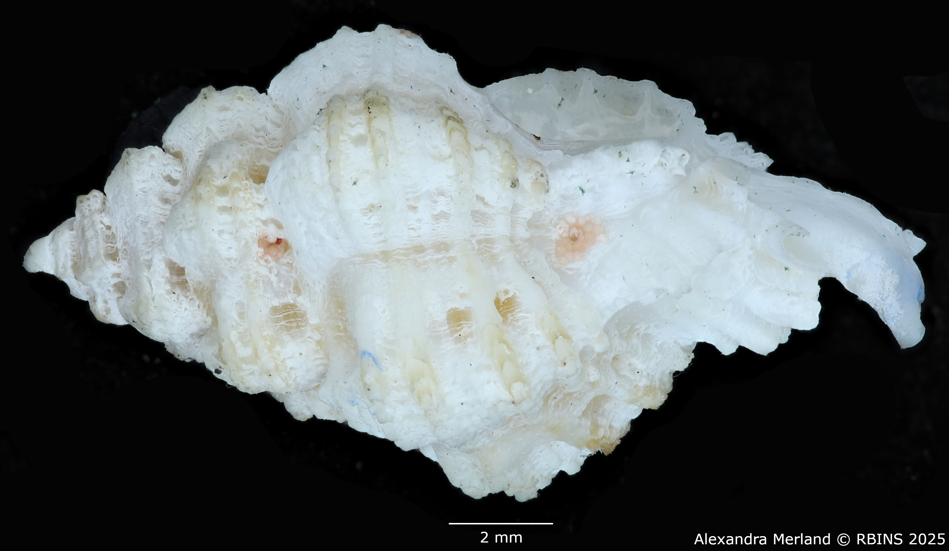 BE-RBINS-INV-MT-478-Favartia-deynzeri-ht-L2.jpg