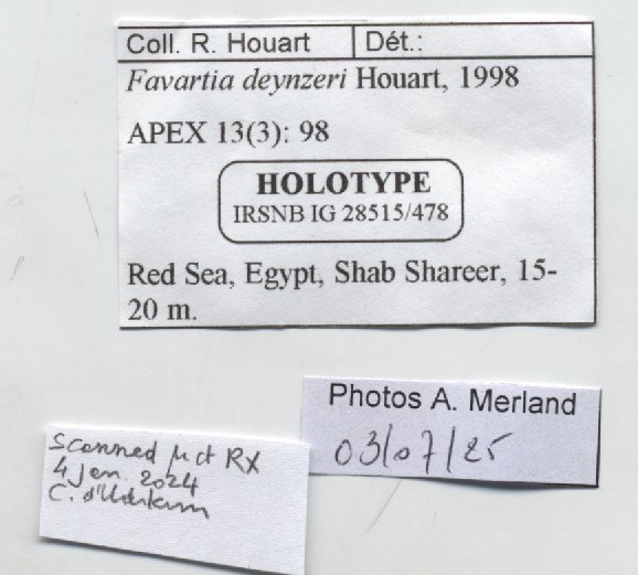 BE-RBINS-INV-MT-478-Favartia-deynzeri-ht-label.jpg BE-RBINS-INV-MT-478-Favartia-deynzeri-ht-label.jpg