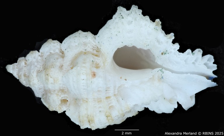 BE-RBINS-INV-MT-478-Favartia-deynzeri-ht-V.jpg BE-RBINS-INV-MT-478-Favartia-deynzeri-ht-V.jpg