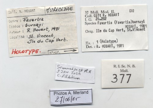 BE-RBINS-INV-MT-377-Favartia-(Favartia)-burnayi-ht-label.jpg