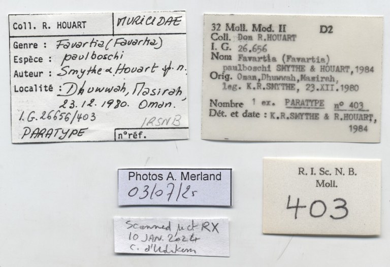BE-RBINS-INV-MT-403-Favartia-(Favartia)-paulboschi-pt-label.jpg