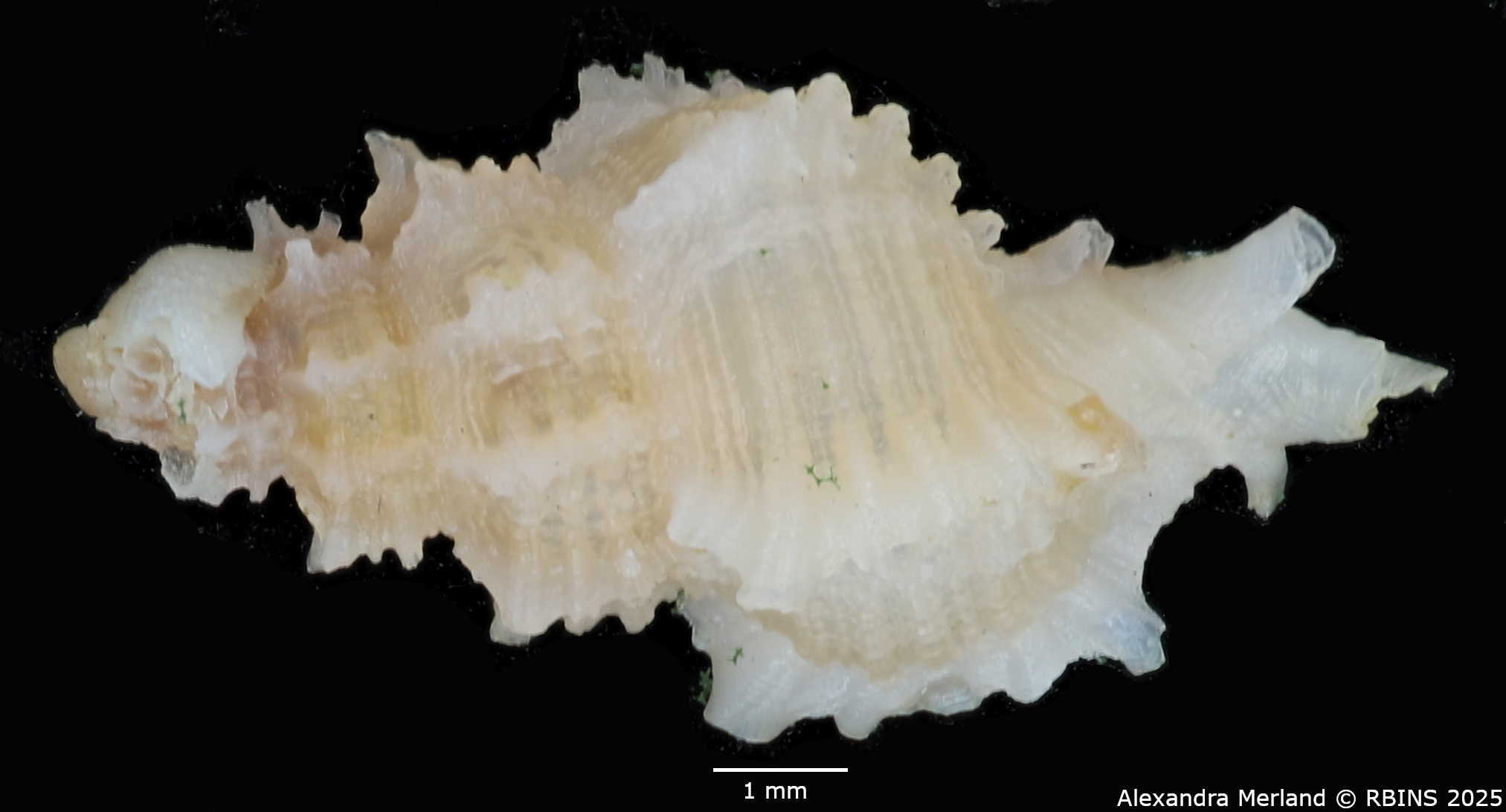 BE-RBINS-INV-MT-515-Favartia-marianae-pt-D.jpg