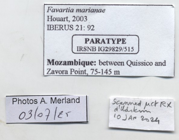 BE-RBINS-INV-MT-515-Favartia-marianae-pt-label.jpg BE-RBINS-INV-MT-515-Favartia-marianae-pt-label.jpg