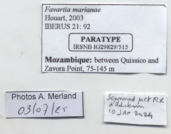 BE-RBINS-INV-MT-515-Favartia-marianae-pt-label.jpg