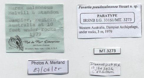 BE-RBINS-INV-MT-3273-Favartia-pseudosalmonea-pt-label.jpg