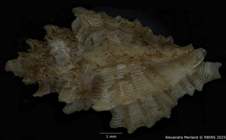 BE-RBINS-INV-MT-2798-Favartia-(Pygmaepterys)-kernoi-pt-D.jpg BE-RBINS-INV-MT-2798-Favartia-(Pygmaepterys)-kernoi-pt-D.jpg