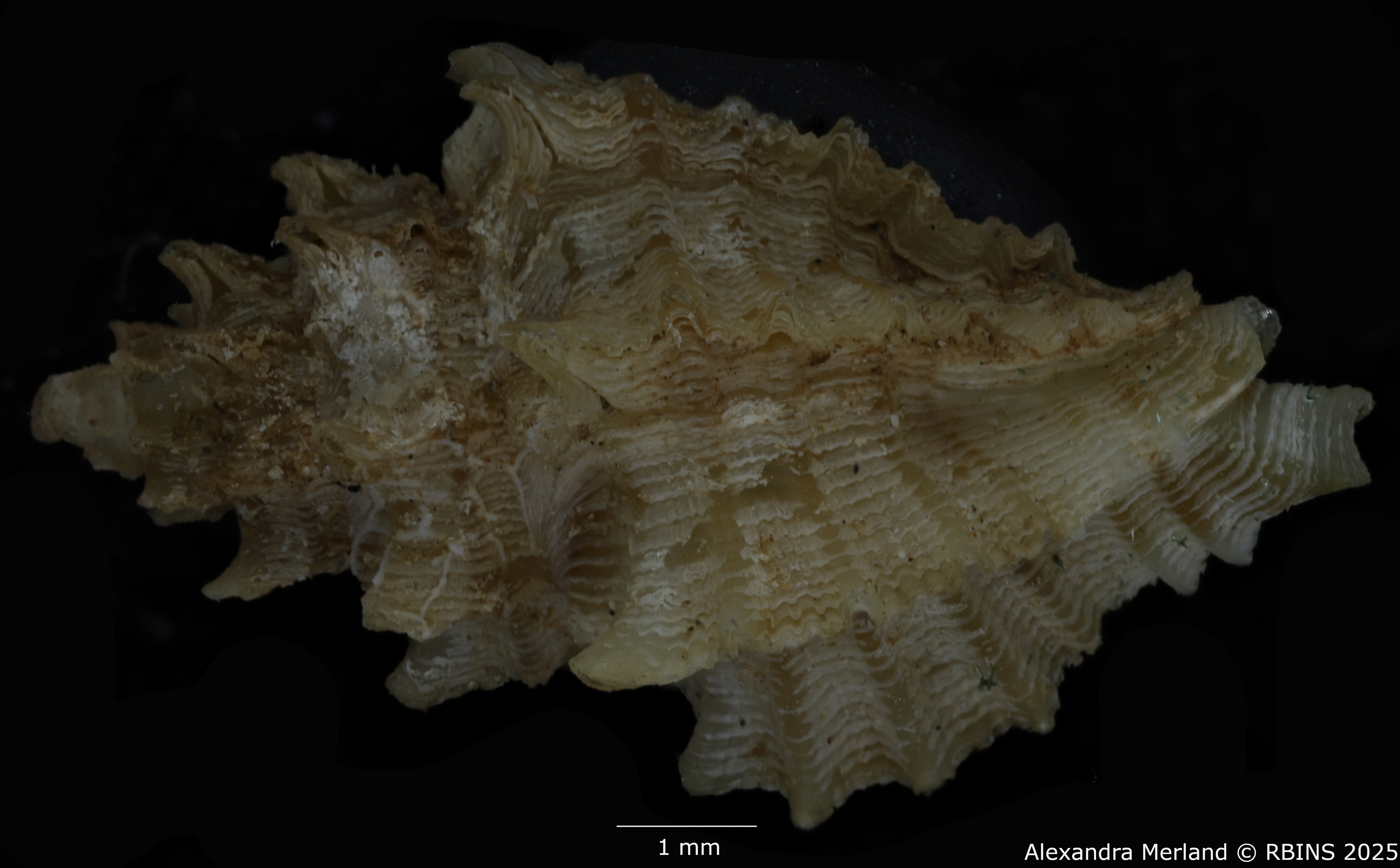 BE-RBINS-INV-MT-2798-Favartia-(Pygmaepterys)-kernoi-pt-D.jpg