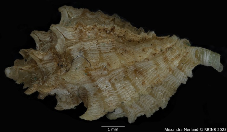 BE-RBINS-INV-MT-2798-Favartia-(Pygmaepterys)-kernoi-pt-L.jpg BE-RBINS-INV-MT-2798-Favartia-(Pygmaepterys)-kernoi-pt-L.jpg