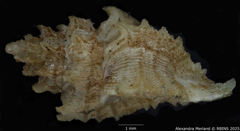 BE-RBINS-INV-MT-2798-Favartia-(Pygmaepterys)-kernoi-pt-L2.jpg BE-RBINS-INV-MT-2798-Favartia-(Pygmaepterys)-kernoi-pt-L2.jpg