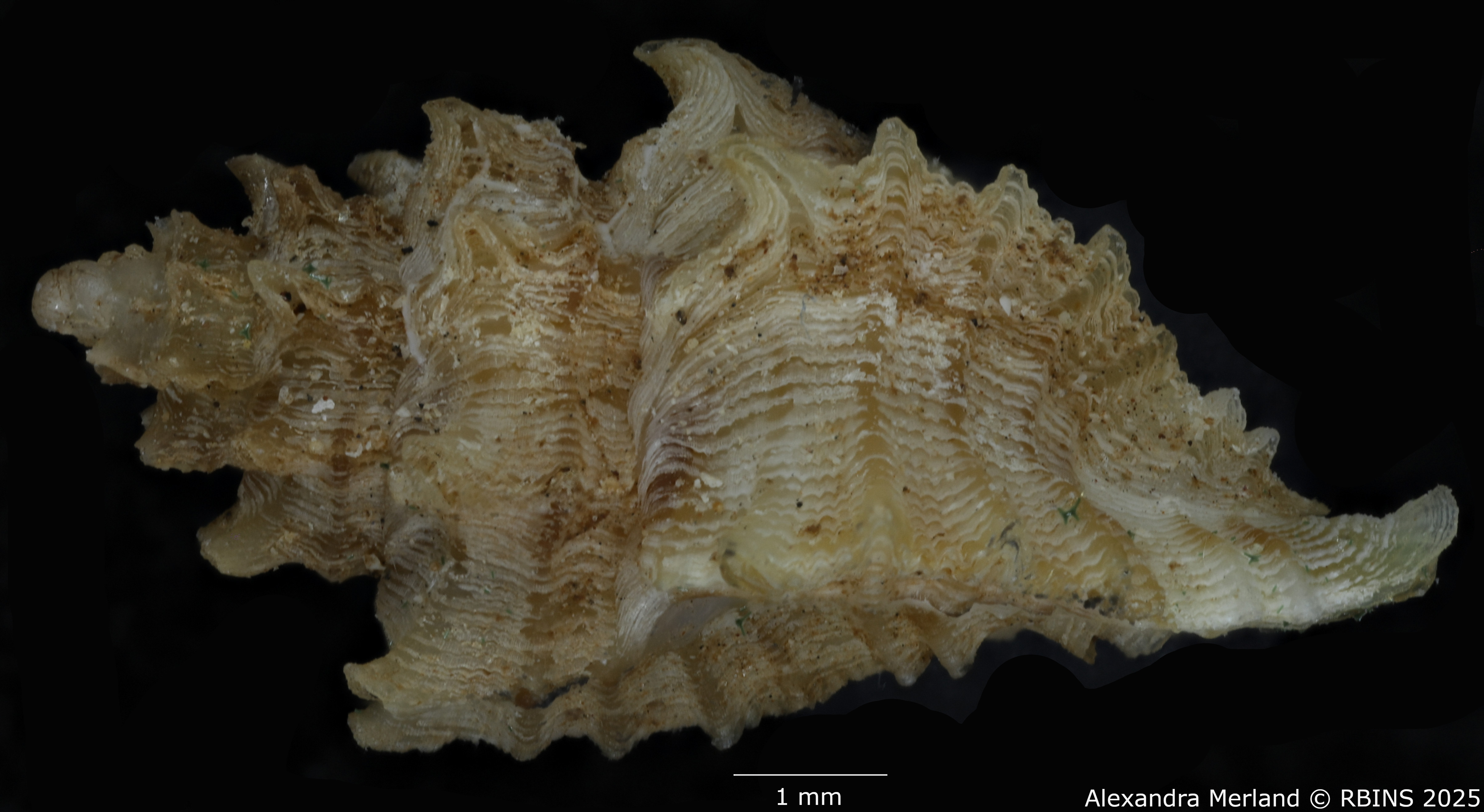 BE-RBINS-INV-MT-2798-Favartia-(Pygmaepterys)-kernoi-pt-L2.jpg
