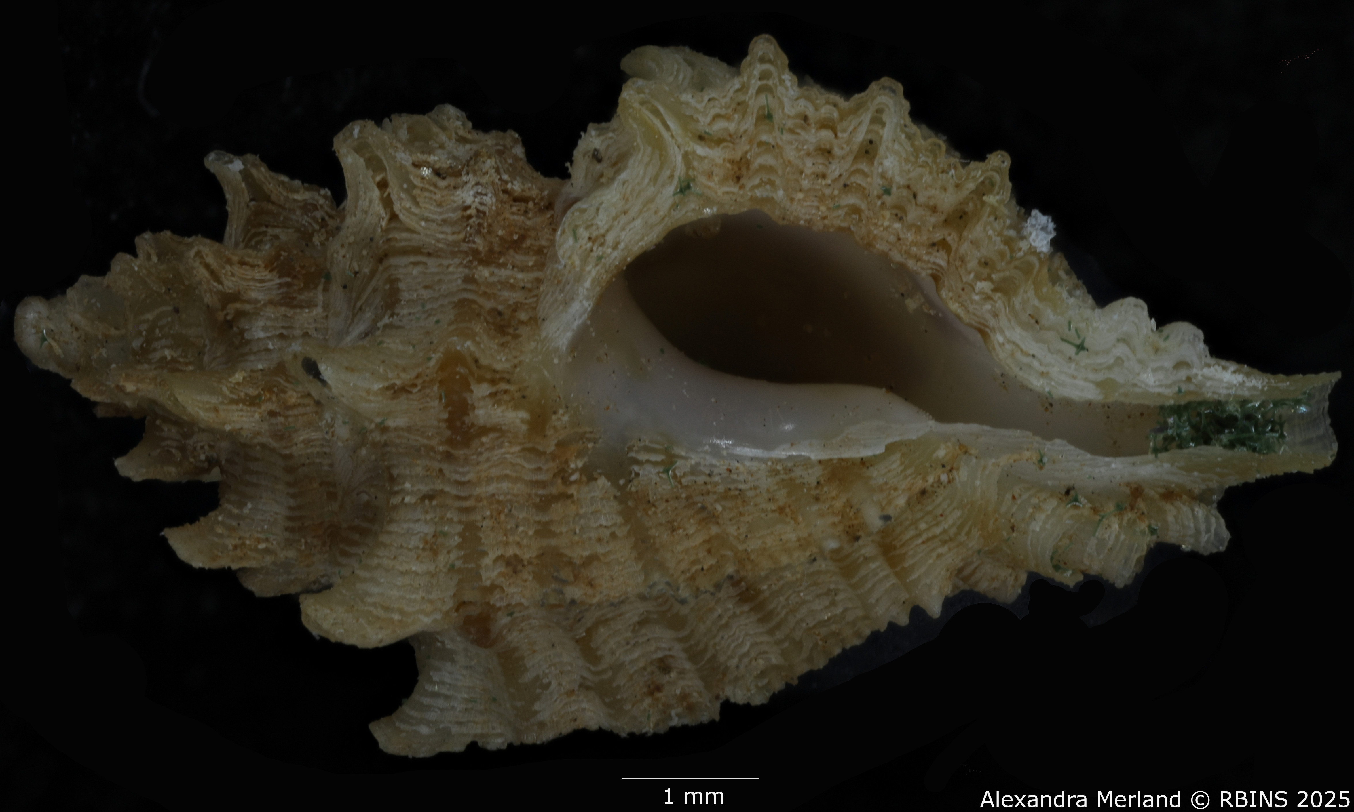BE-RBINS-INV-MT-2798-Favartia-(Pygmaepterys)-kernoi-pt-V.jpg