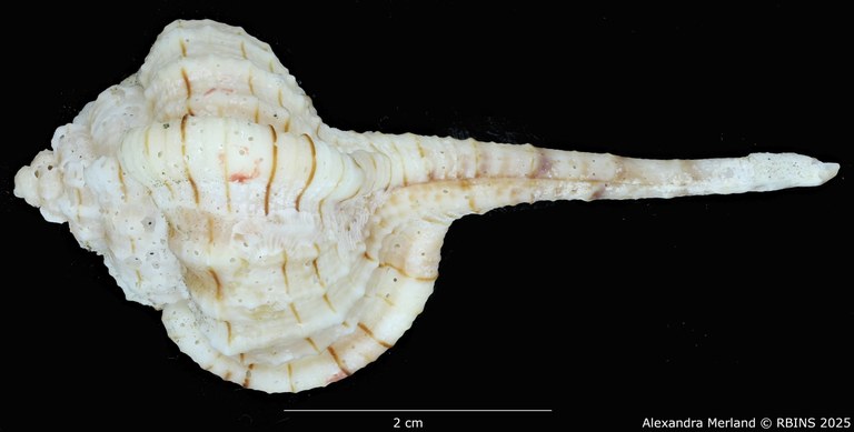 BE-RBINS-INV-MT-459-Haustellum-franchii-ht-D.jpg BE-RBINS-INV-MT-459-Haustellum-franchii-ht-D.jpg