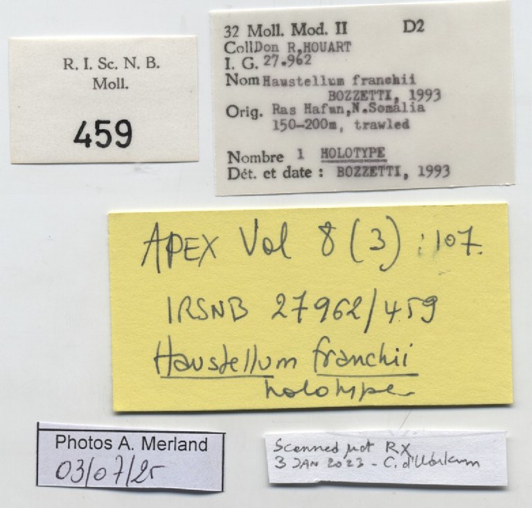 BE-RBINS-INV-MT-459-Haustellum-franchii-ht-label.jpg BE-RBINS-INV-MT-459-Haustellum-franchii-ht-label.jpg
