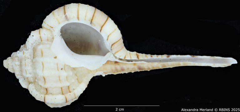 BE-RBINS-INV-MT-459-Haustellum-franchii-ht-V.jpg BE-RBINS-INV-MT-459-Haustellum-franchii-ht-V.jpg